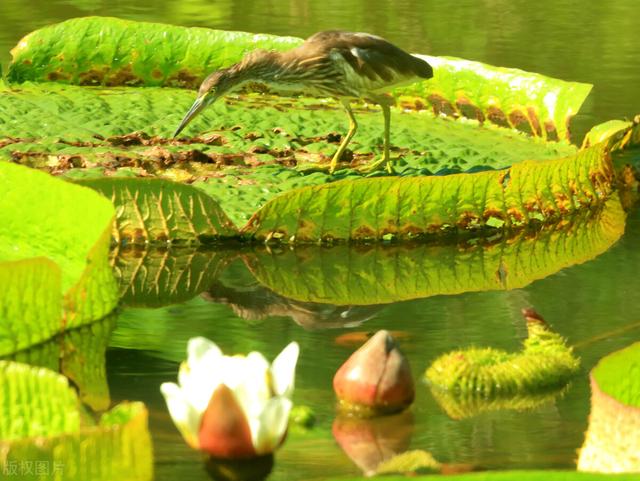 神奇的植物有哪些，世界上最神奇的植物（十种奇特的自然界植物）