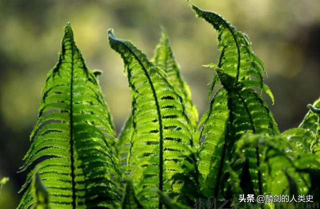 蕨类植物的配子体又称为，。A.原丝体B.叶状体C.原叶体D.原植体（植物界—蕨类植物<上>）