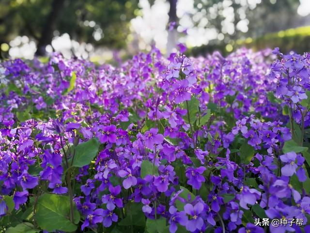 二月兰什么时候开花，二月兰什么时候开花的,大概几点（二月兰能吃吗？有何价值和前景）