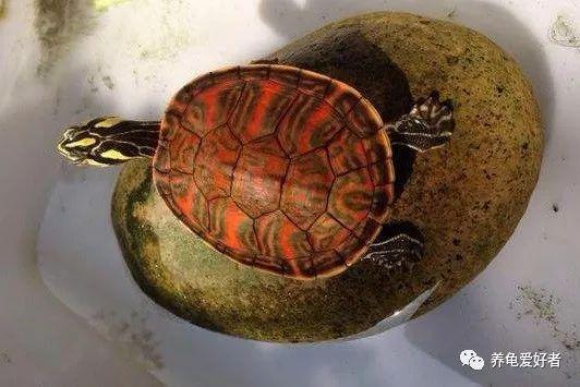 乌龟腐皮病图片，龟龟得了腐皮病如何治疗（乌龟总是腐皮不断）