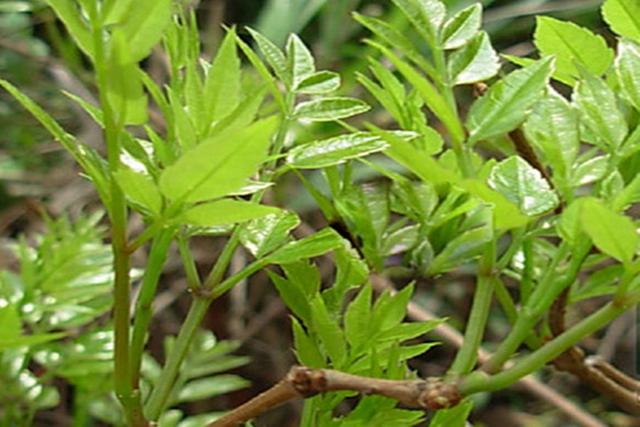泡出来像嫩芽似地茶叶叫什么茶，一泡就像嫩芽一样的茶叫什么（满披白霜、先苦后甜、口感鲜醇清甜、回甘浓烈）
