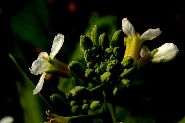 水瓶座的梦想会被遗忘到哪，水瓶座的梦想会被遗忘到哪个星球（十二星座童年时的梦想各是什么）