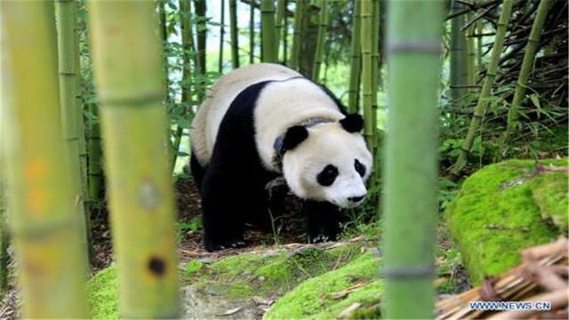 大熊猫的生活习性有哪些，国宝大熊猫的生活习性你知道吗
