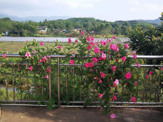 飘香藤的花期和寿命是多久，飘香藤花期长吗（家里养飘香藤）