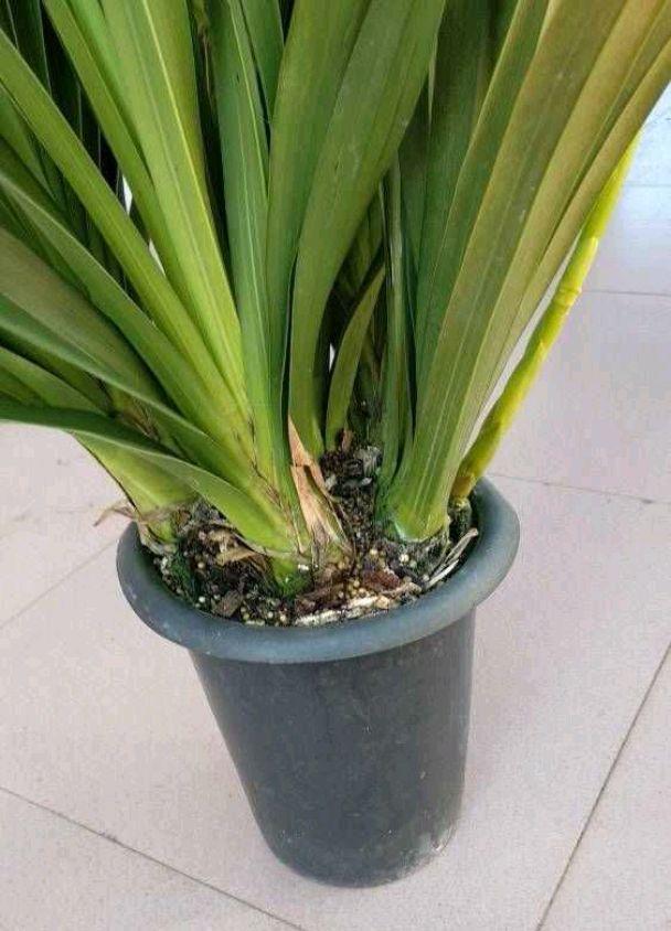 大花蕙兰怎么养，花苞多花朵大灿烂盛开（蕙兰怎么养）