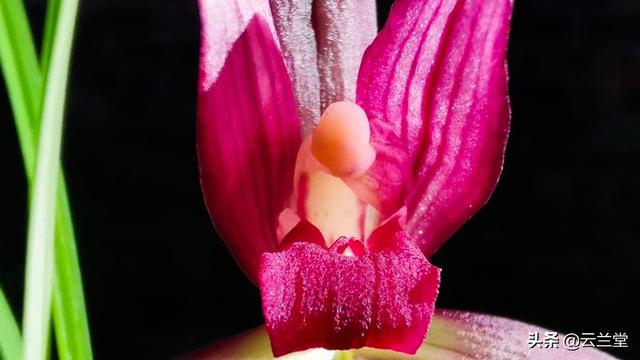 兰花的品质和精神，兰花的特点和精神（是金子总会发光的——谈好兰花应该具备的品质）