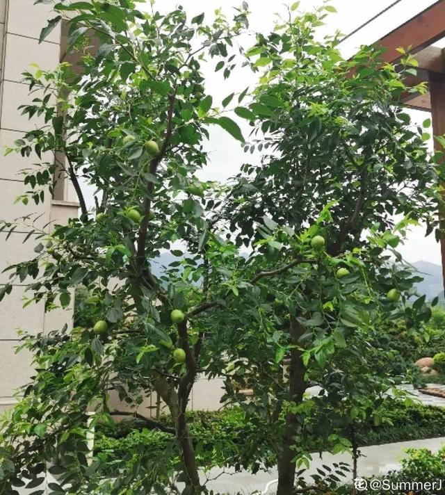 房前屋后种什么树好，在农村院前屋后必种的4种树（“5大鬼树”不要种）