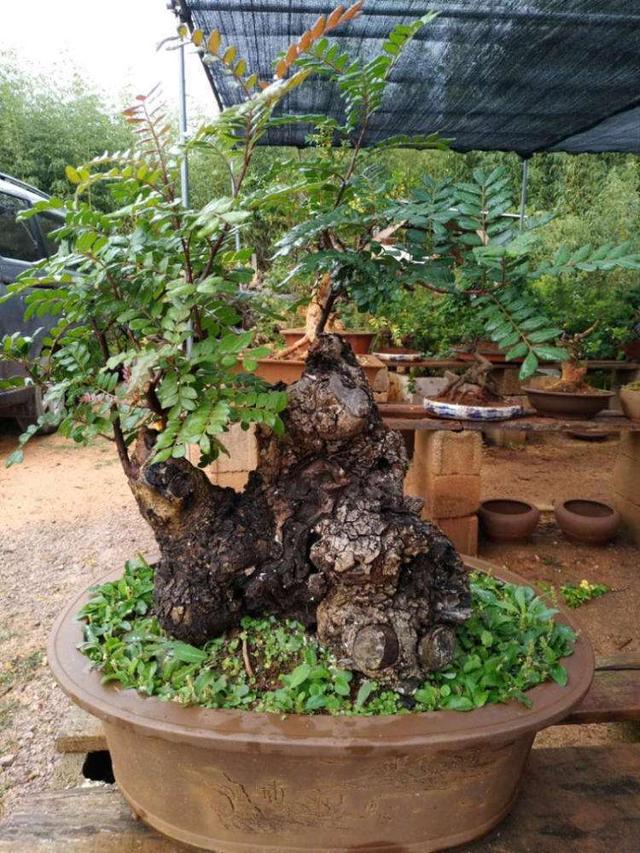 清香木如何养,香木树怎么养(野外的清香木太抢手了)