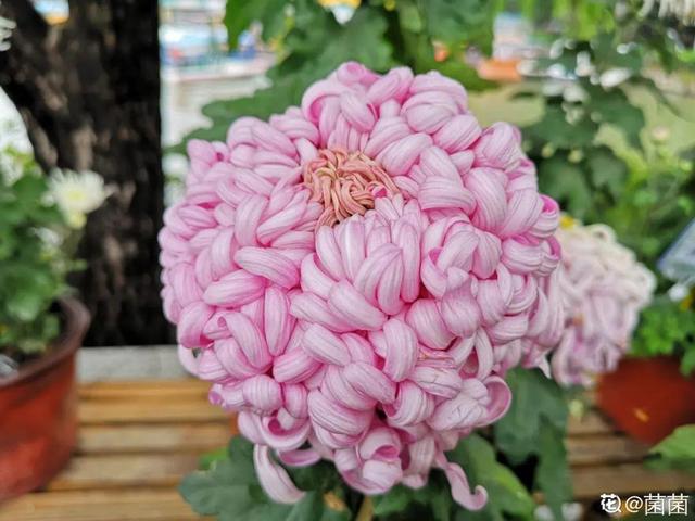 香草兰花怎么养，香兰草怎么种植（屋里养盆“香水花”）