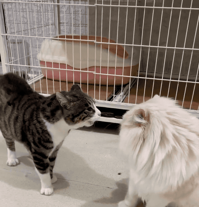 狸花猫是土猫吗，狸猫是土猫吗（那些年嘲笑狸花是小土猫的人）