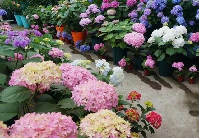 杜鹃花有毒吗，十种招鬼的花（建议别被美丽蒙蔽了）