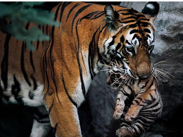 虎生三子必有一彪，虎生三子必有一彪是什么意思（人云“虎生三子必有一彪”）