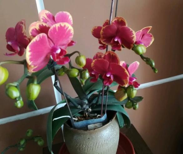蝴蝶兰开完花后怎么处理方法，蝴蝶兰开完花后怎么处理（开完花的蝴蝶兰不用扔了）