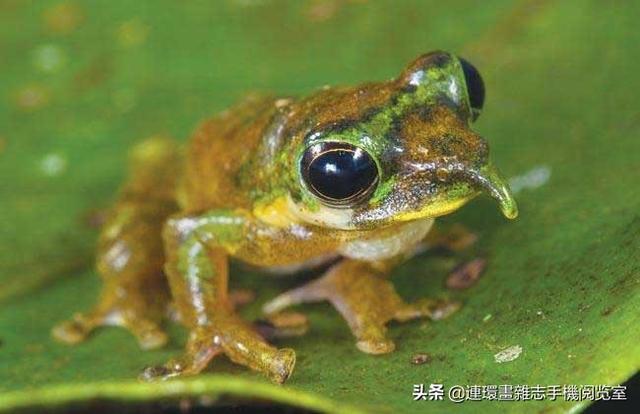 全球有6000多種,以昆蟲和其他無脊椎動物為主食,必須棲息於水邊,中國