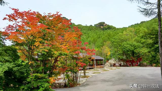 枫叶的特点，最佳观赏期还要等一等……（枫叶长什么样子）