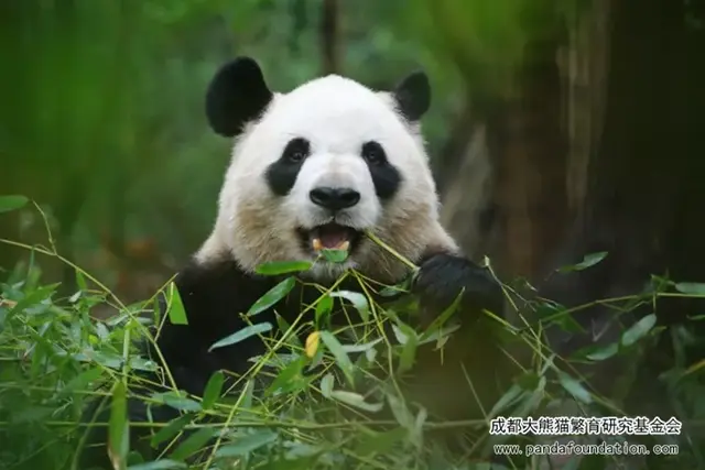 哈哈哈，精致熊猫女孩的一天。，哈哈哈哈哈第一季免费观看（，“猪猪”女孩——“雅竹”图片）