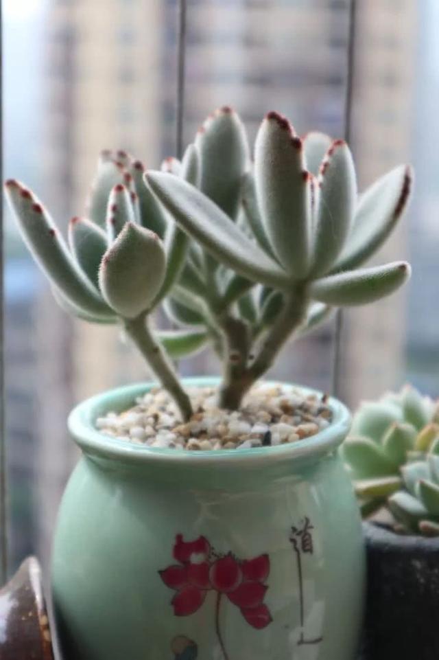 丸叶松绿怎么养，丸叶松绿的叶子可用来繁殖吗（养多肉，记名字，预防老年痴呆）