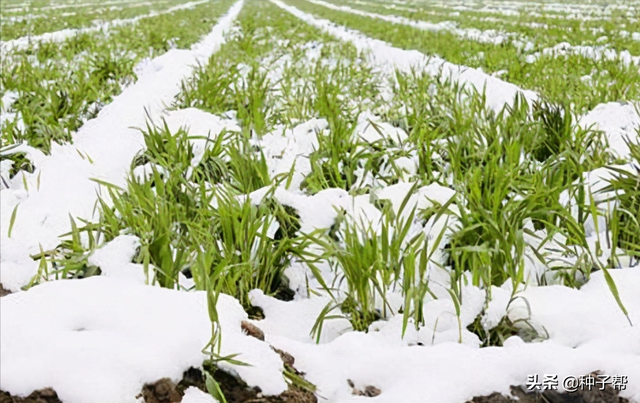 银合欢的养殖方法，银合欢的养殖方法和注意事项（才能种出高产牧草呢）