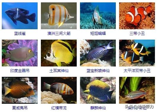海水观赏鱼图鉴1000种电子版，海水鱼类图谱大全