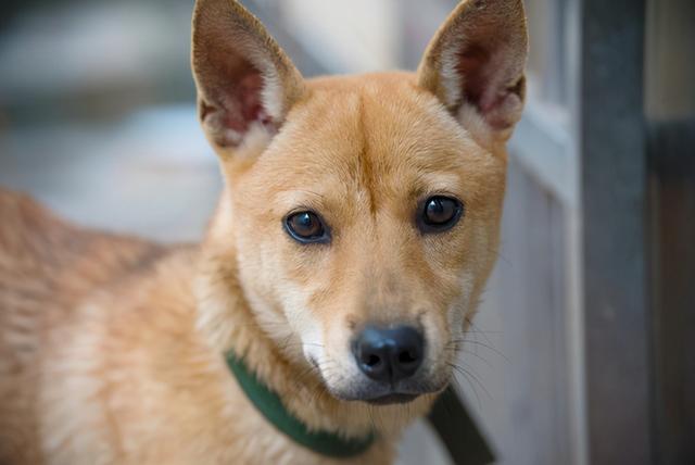 腊肠犬身上体味很重是什么原因导致的，为什么腊肠犬很少了（狗界最“耐活”的六种狗）