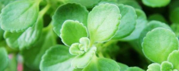 碰碰香的养殖方法，碰碰香怎么养（碰碰香怎么养才会长得更好）