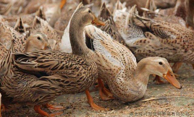 半番鸭和全番鸭的区别是什么，番鸭好还是半番鸭好（让我们来了解一下鸭子品种）