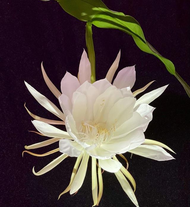 用一片叶子扦插的昙花应该怎么养，昙花整片叶子怎么扦插（用一片叶子就可以扦插一盆）