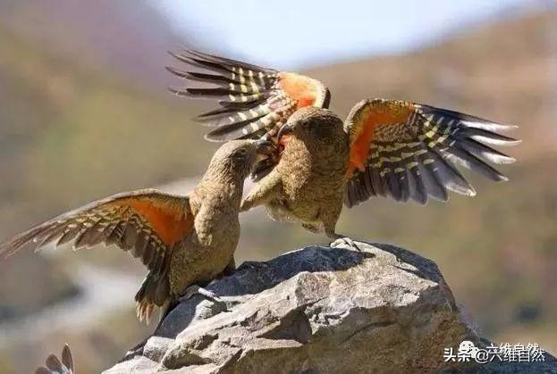 啄羊鹦鹉的形态特征，啄羊鹦鹉的形态特征描写（啄羊鹦鹉和绵羊关系恶化）