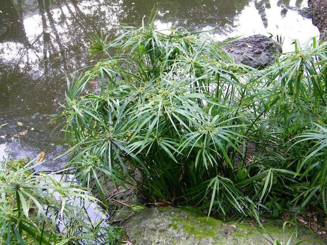 风车草的用途，风车草的用途与功效（这野草外形似风车）