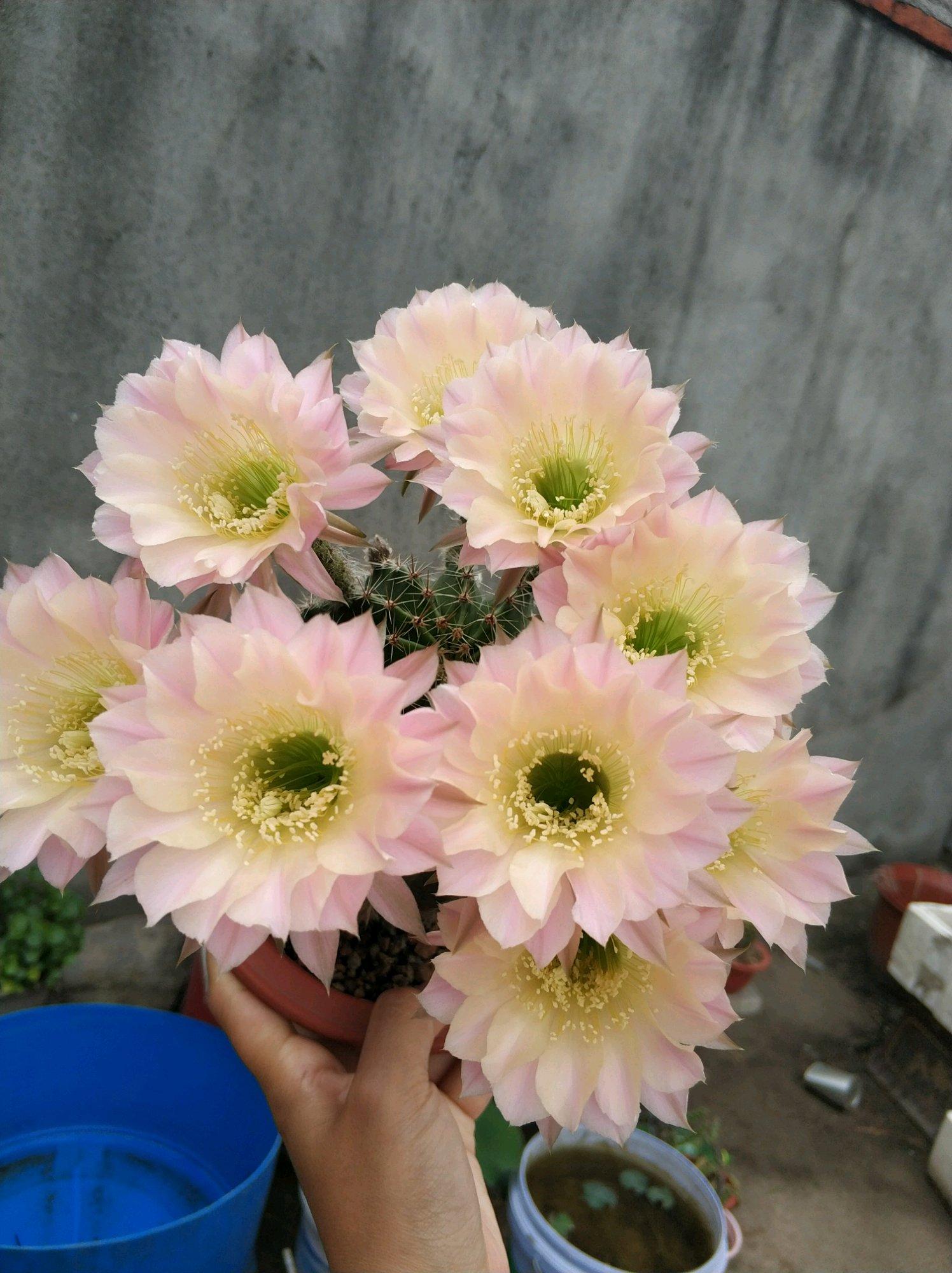 马齿苋多少钱一棵，马齿苋药材价格（堪称“死不了”）