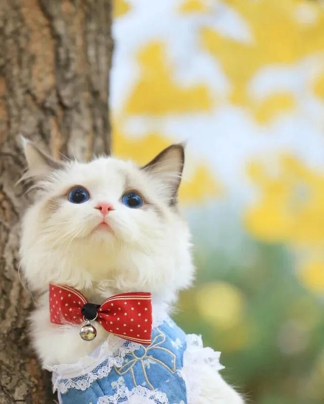 猫猫图片，我喜欢的样子你都有（宠物猫品种大全及图片）