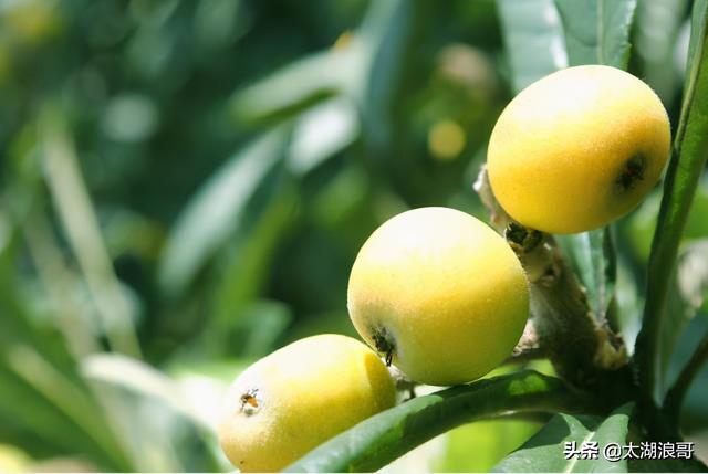 白枣吃了有什么作用急急急，白枣的营养价值及功效（开启了太湖洞庭一年的花果飘香）