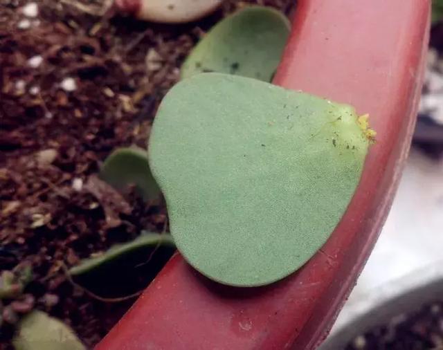 绿萝好养吗,绿萝怎样栽培(绿萝竟然排在倒数第1) 绿萝好养吗,绿萝怎样栽培(绿萝竟然排在倒数第1)