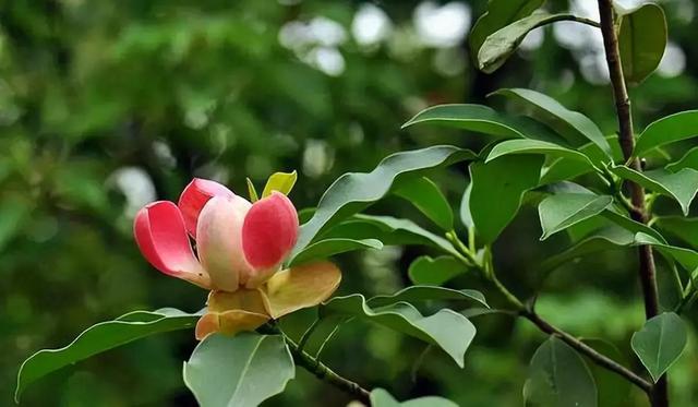 红花木莲树多少钱一株，红花木莲怎么养护（红花木莲，开花太漂亮了）