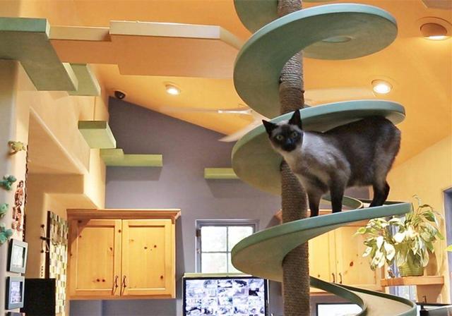 老鼠和猫为什么是天敌，为什么老鼠跟猫是天敌（猫咪不吃老鼠只因生活环境改变了）