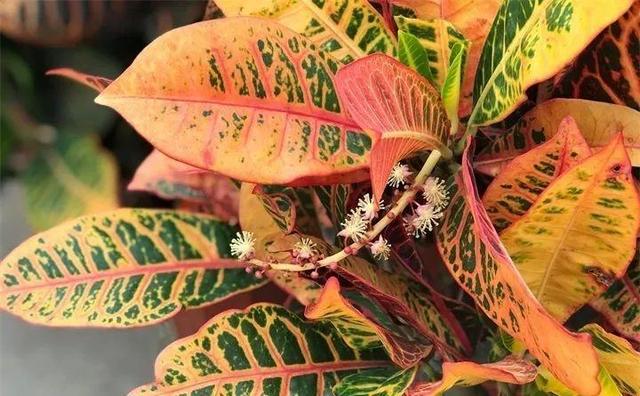 SuSu:一起种草莓来吗，微信头像，SuSu:一起种草莓来吗?【杂图】（花芽蹭蹭长满盆）