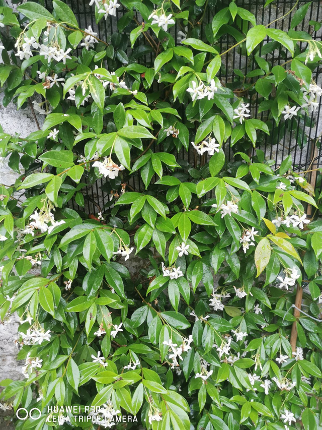 茉莉花是什么颜色，山茶花是什么颜色（1种“茉莉花”）
