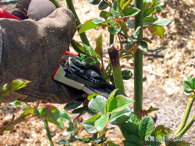 为什么盆栽月季都很难养活，月季花为什么不能进家（这些错误的方法你中了几个）