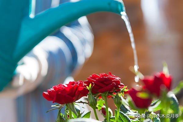 为什么盆栽月季都很难养活，月季花为什么不能进家（这些错误的方法你中了几个）