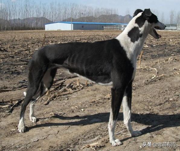 灵提犬（灵缇犬图片，是全世界公认奔跑速度最快的猎犬（灵缇犬的图片）