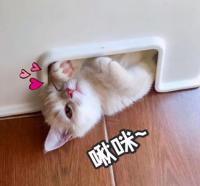 fotona是什么意思，fotona4d和热玛吉哪个效果好（欧洲之星到底值不值得做）