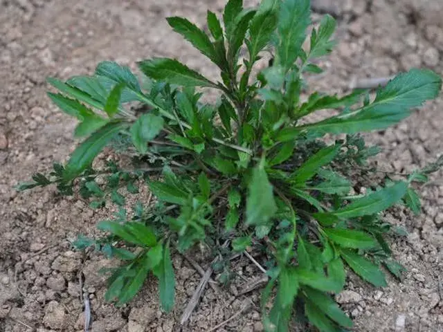 独行菜和荠菜的区别，独行菜的功效与作用有哪些（这菜常被误认成荠菜）