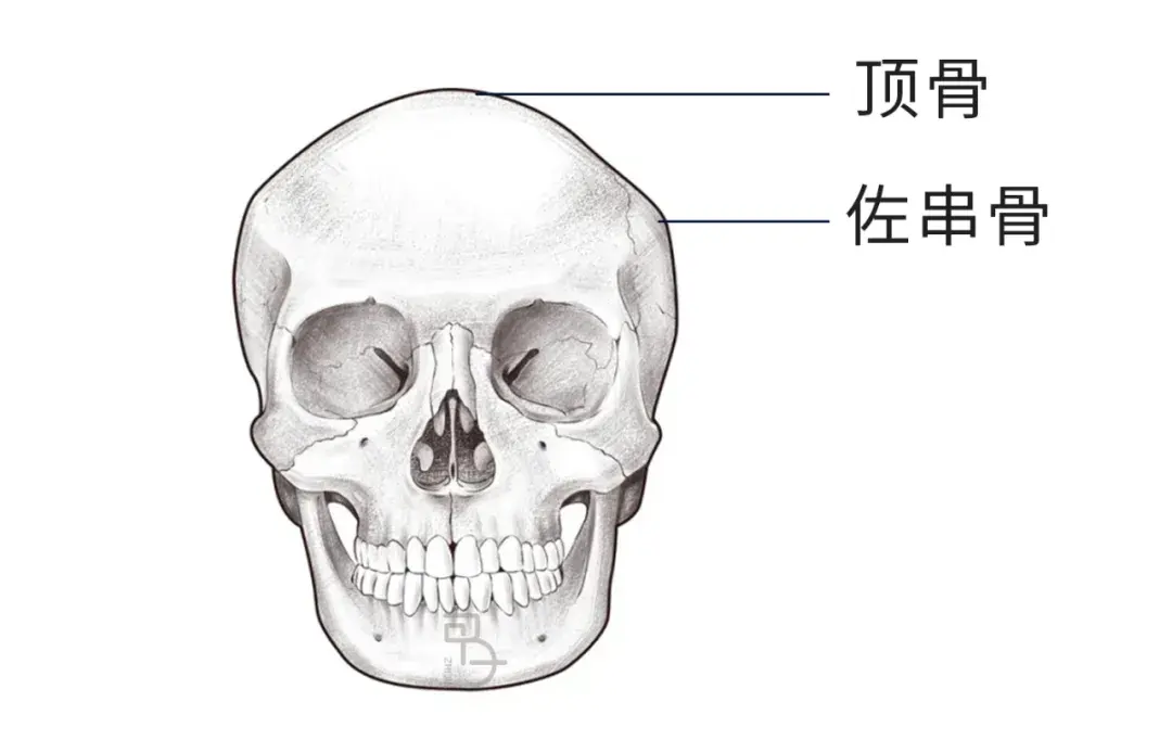 女人龙角骨图片