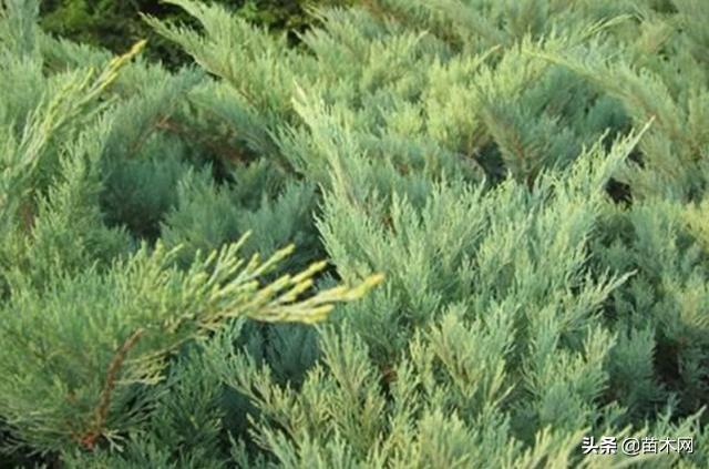 沙地柏和铺地柏的区别，沙地柏和铺地柏的区别（教你如何区别铺地柏和沙地柏）