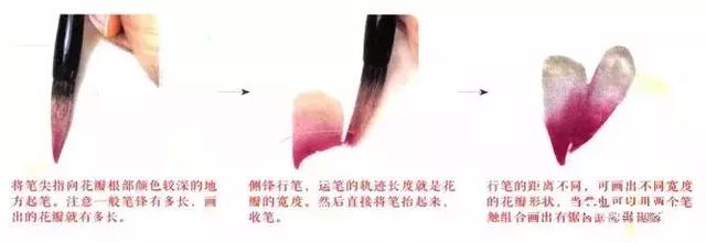 花蕾和花蕊有什么区别，花与花蕾的区别（花朵与花苞的处理）