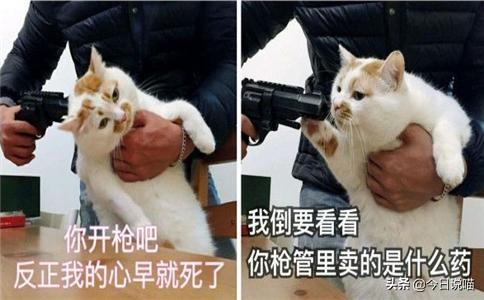 白色的猫有哪些品种，白色长毛猫是什么品种（盘点十大网红猫品种）