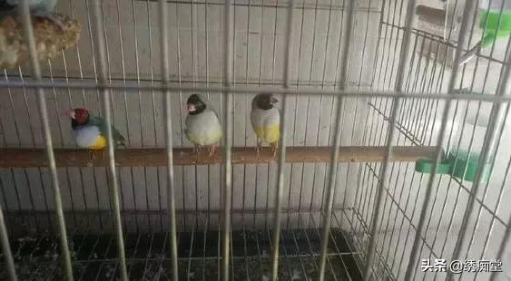 文鸟怎么养，文鸟刚买回来该注意什么（浅议如何才能养好文鸟）