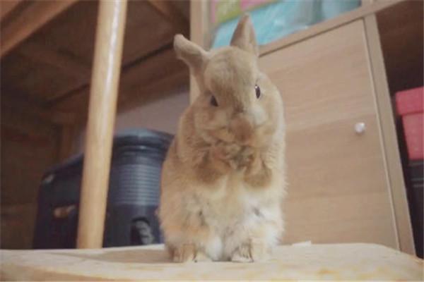 侏儒兔怎么训练，侏儒兔怎么训练站立（世界上最小的宠物兔是什么）