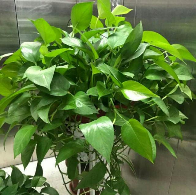 健康水浇花的正确方法，用这3种‘营养水’浇花