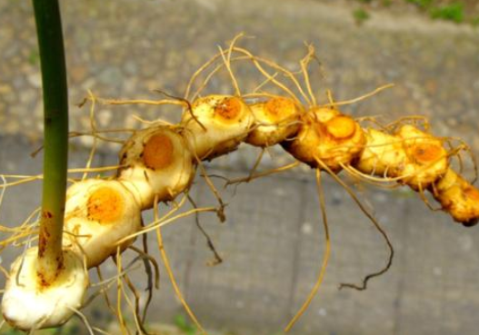 黄精属(黄荆树),被称为"仙人余粮"(黄果树是什么树)